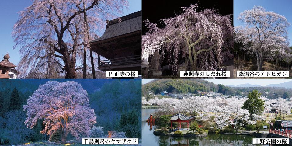桜の開花状況の画像
