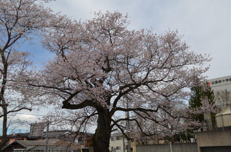 藤木の桜