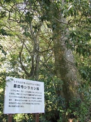 慶雲寺シラカシ林 慶雲寺シラカシ林