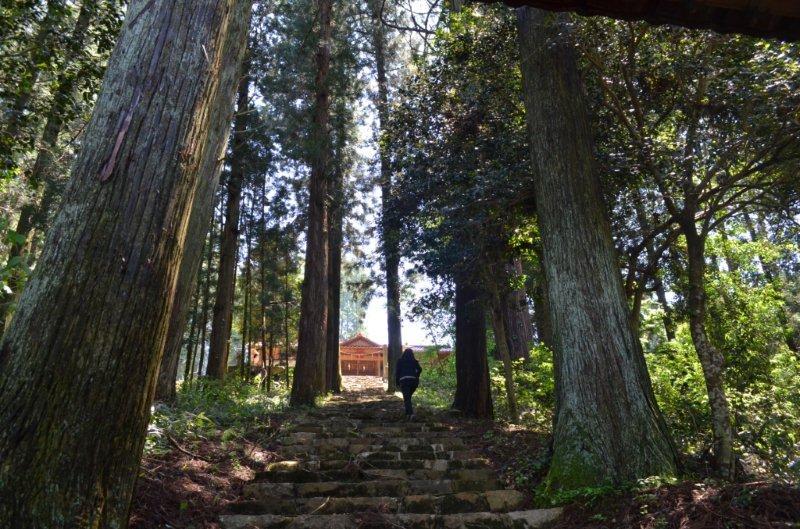 竹森八幡神社の巨樹群