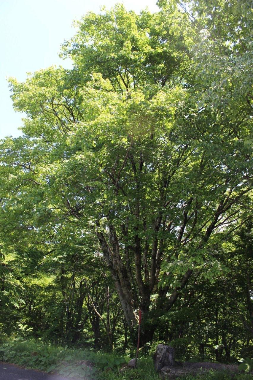 吾妻山のアカイタヤ 吾妻山のアカイタヤ