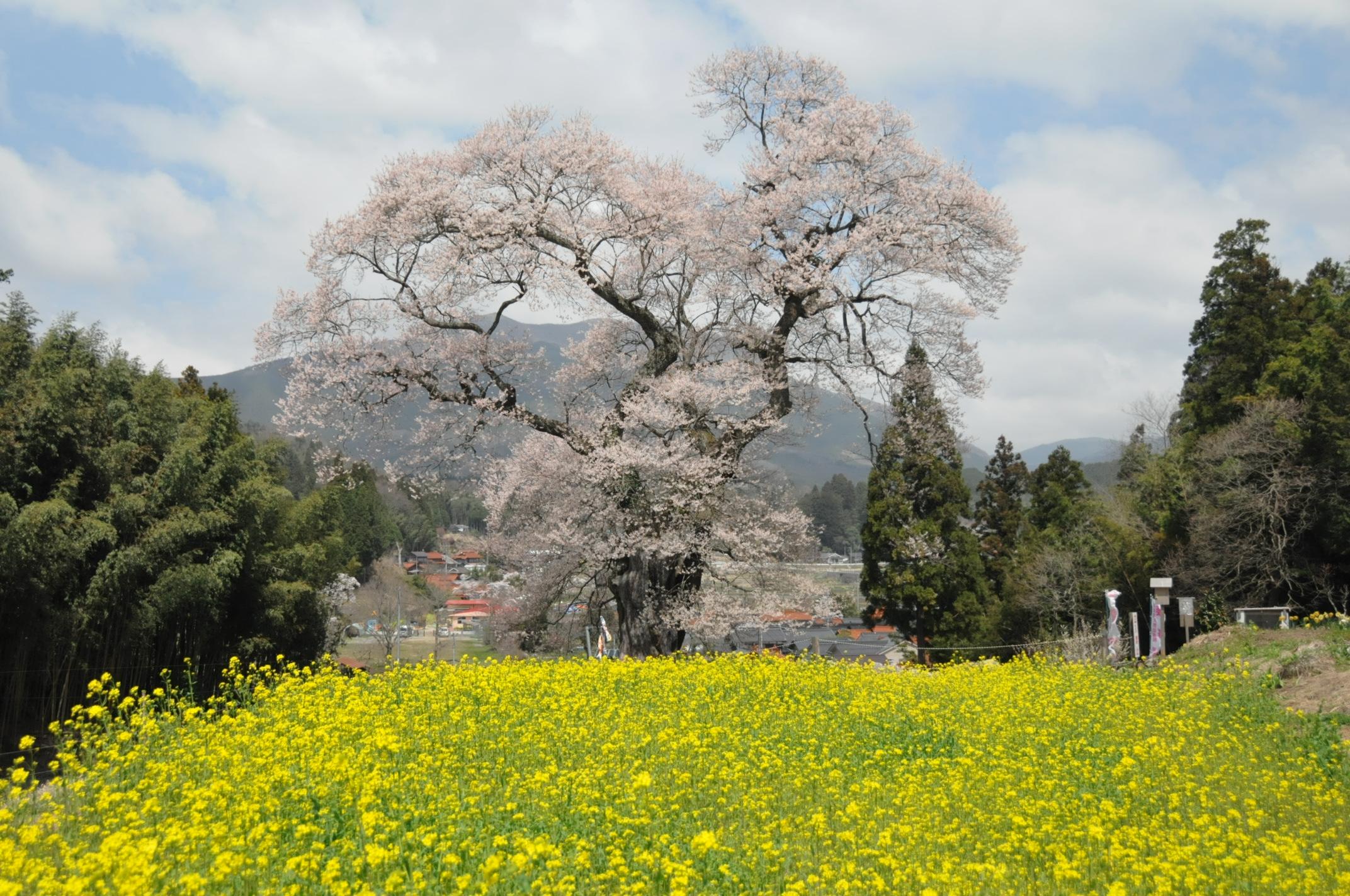 観光協会東城支部3要害桜.JPG