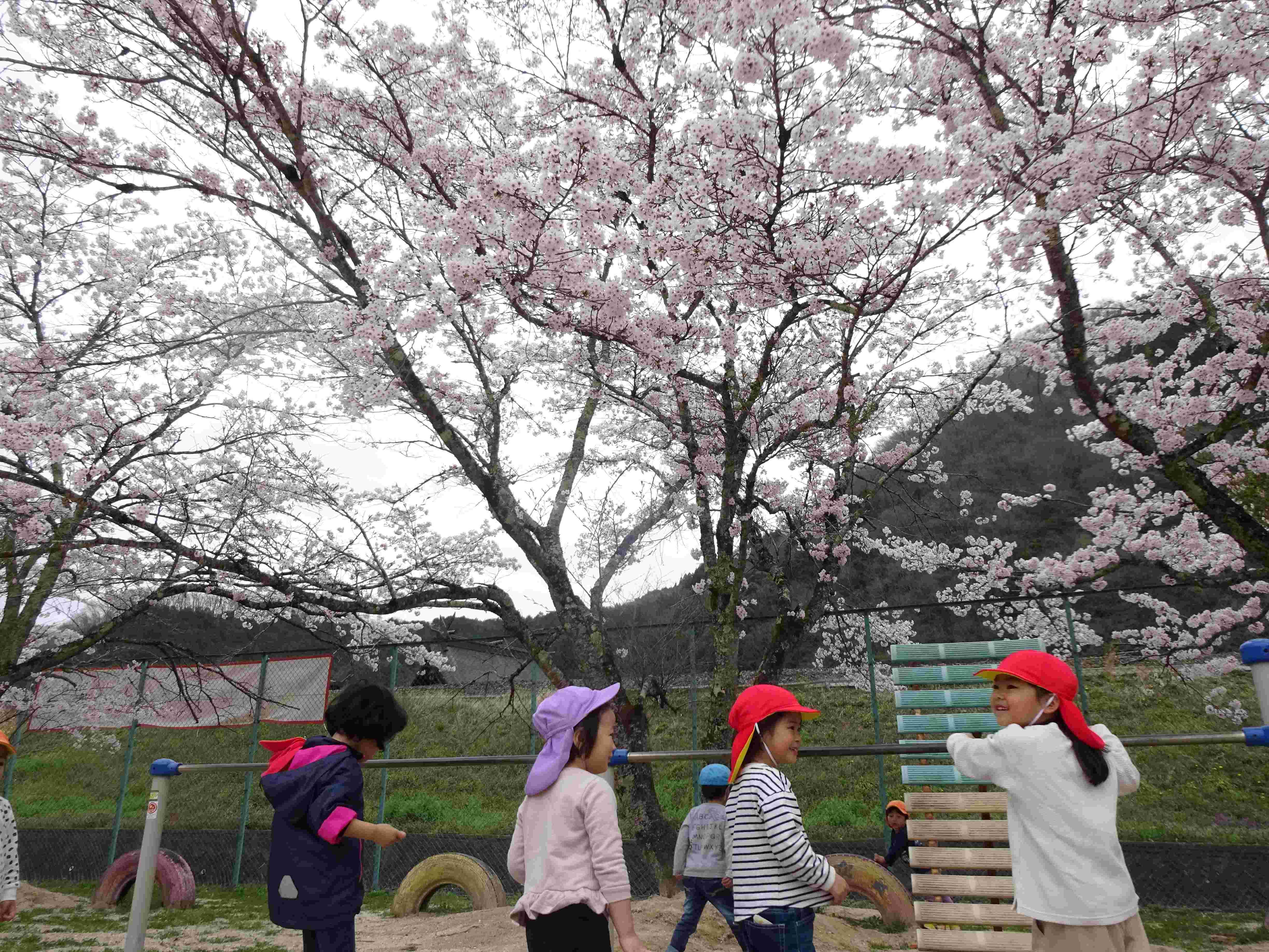 4月お花見会