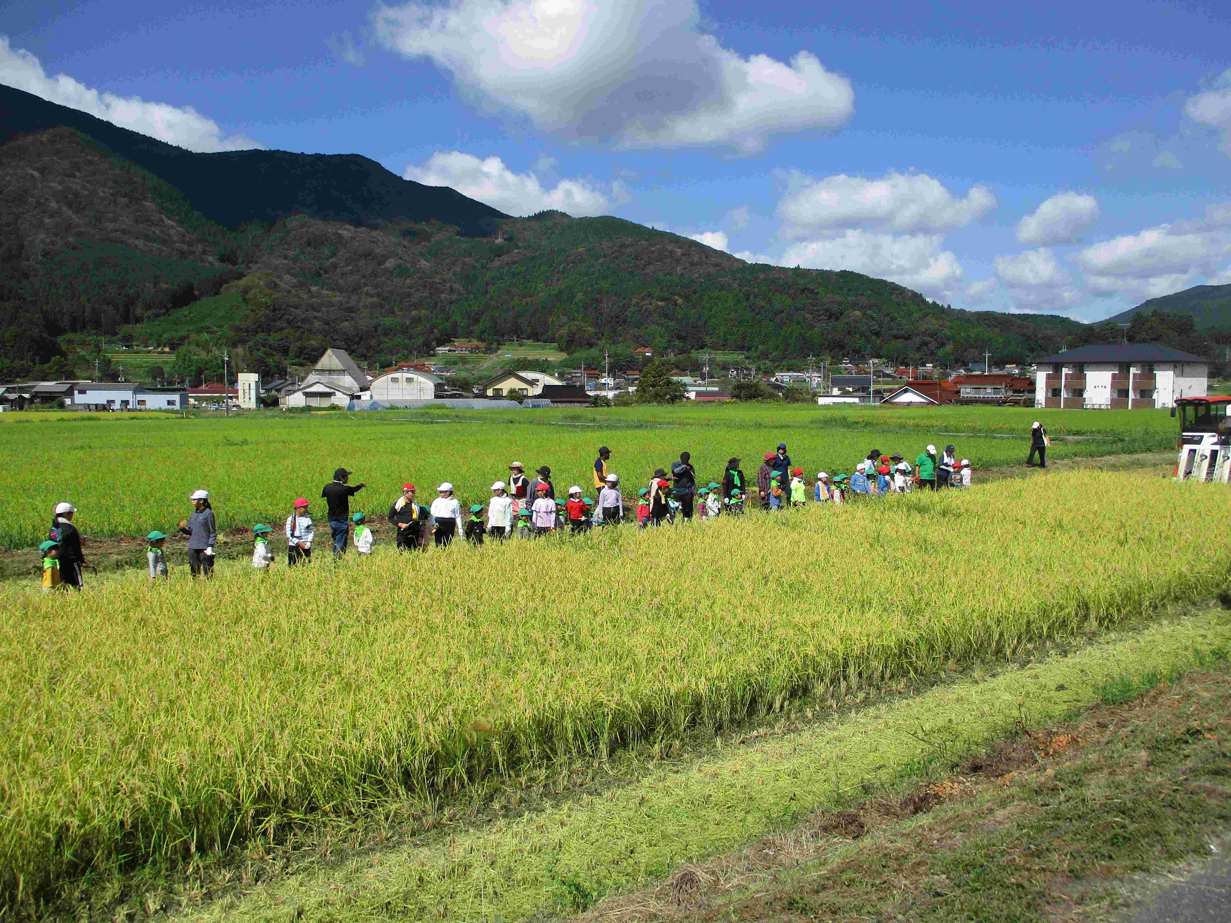 9月稲刈(小奴可こども園との交流会).JPG