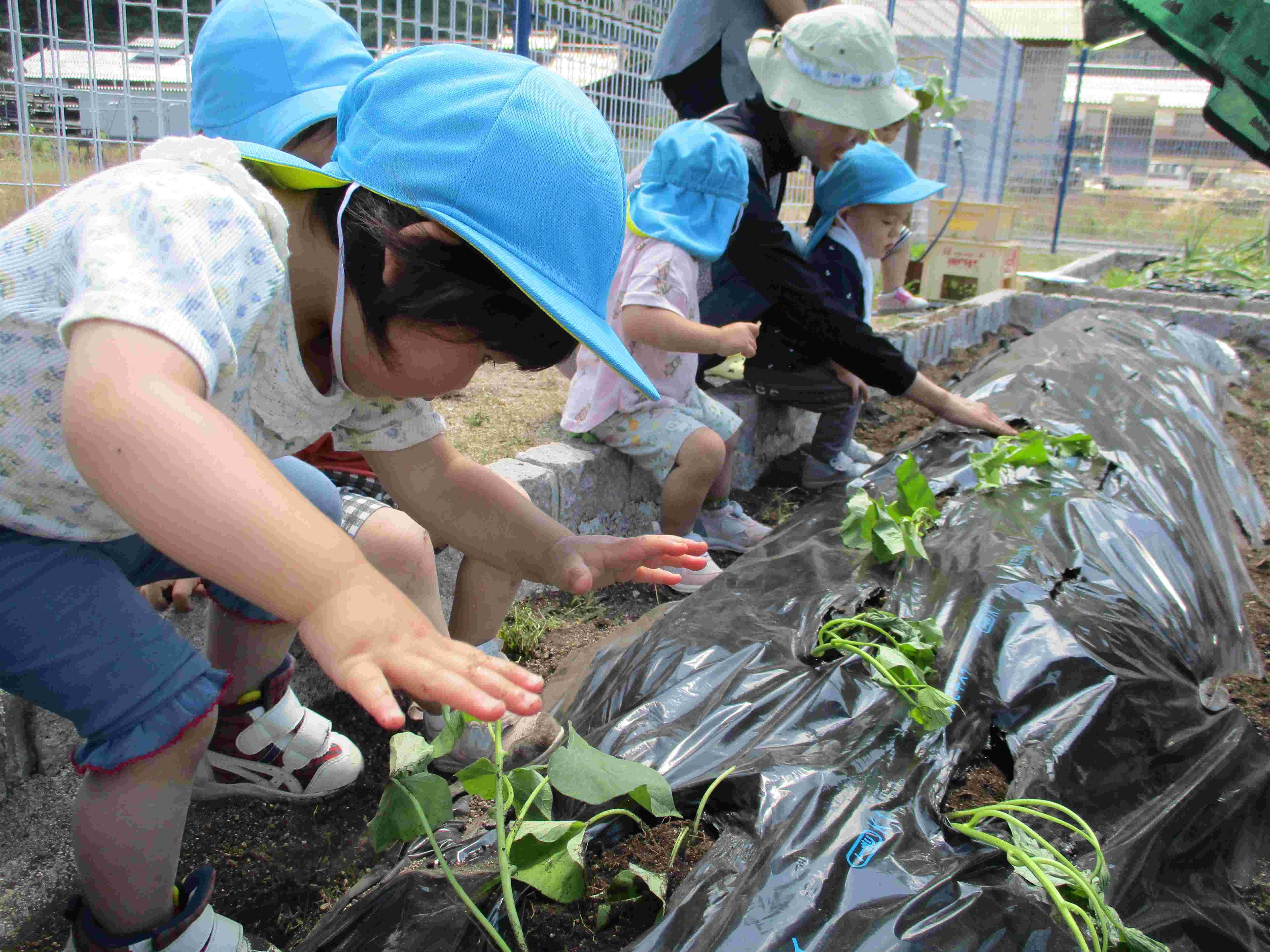 6月サツマイモの苗定植(JAひろしま後援)