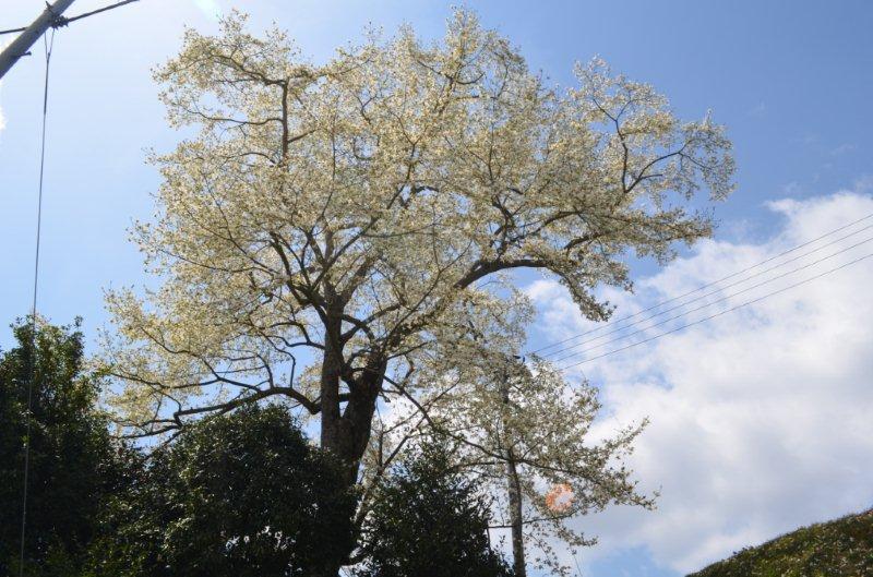 栗田末政のコブシ 栗田末政のコブシ