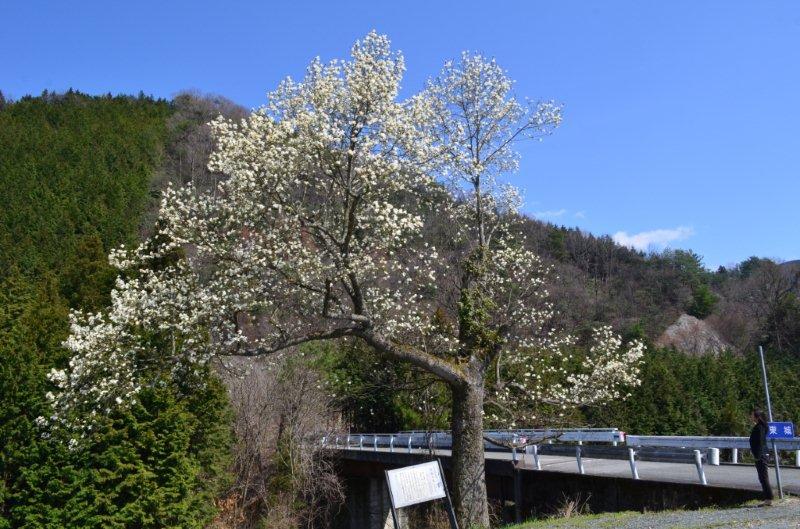 市原の大こぶし 市原の大こぶし