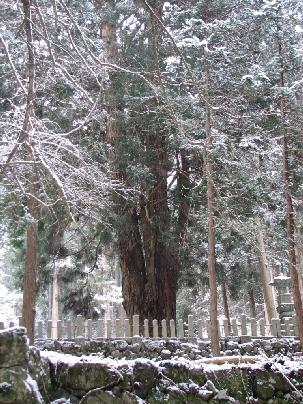 天戸神社の大スギ 天戸神社の大スギ
