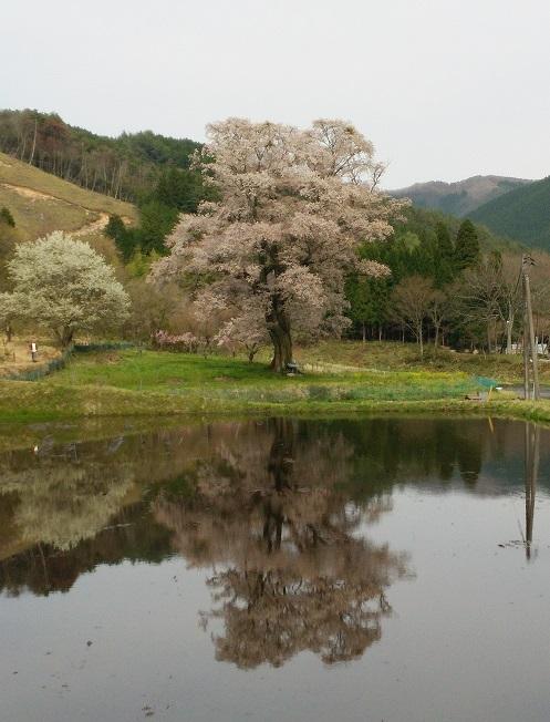 千鳥別尺のヤマザクラ