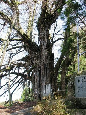 上高野山の乳下がりイチョウ