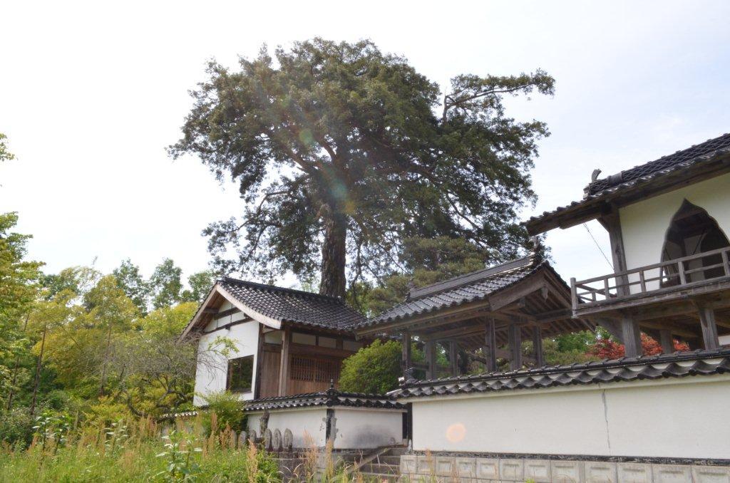 永明寺のカヤ