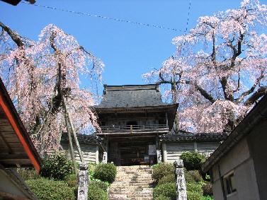 円正寺のシダレザクラ 円正寺のシダレザクラ