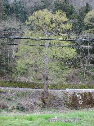原谷のカツラ 原谷のカツラ