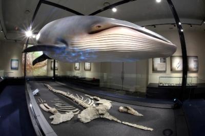 地学分館・クジラの展示