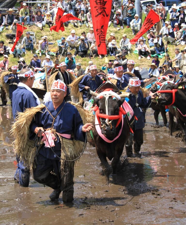 代掻き 比和牛供養田植(代掻き)