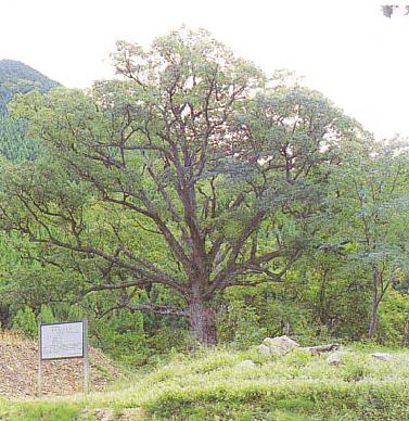 板井谷のコナラ 板井谷のコナラ