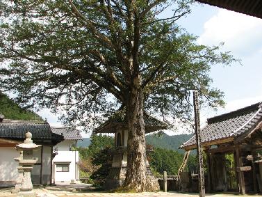 浄久寺のカヤ 浄久寺のカヤ