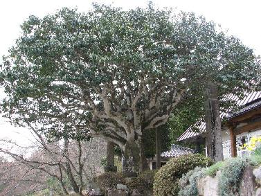 神宮寺のツバキ