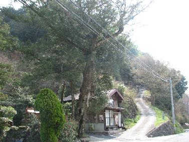 川西宮平のカヤ 川西宮平のカヤ