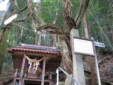 摩利支神社の大ふじ 摩利支神社の大ふじ