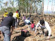 地元住民による里山林の整備の画像