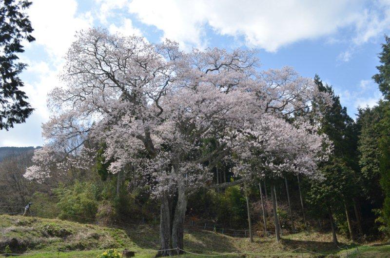 森湯谷のエドヒガン 森湯谷のエドヒガン