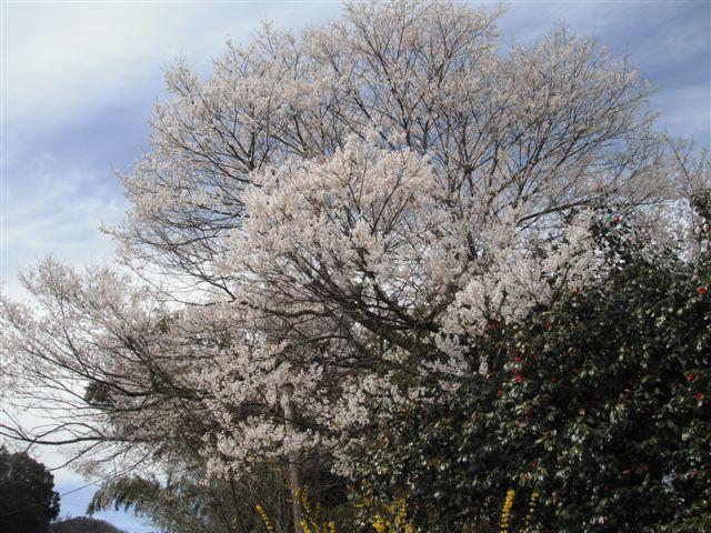 向住のサクラ