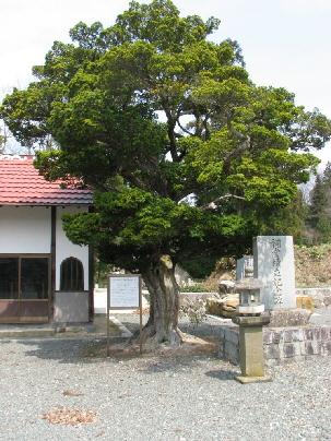 妙楽寺のイチイ 妙楽寺のイチイ
