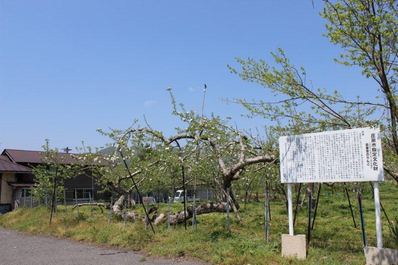 長妻家りんご樹 長妻家りんご樹