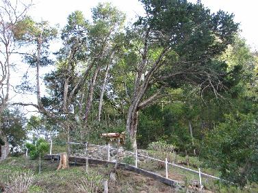 野組本山荒神のハク 野組本山荒神のハク