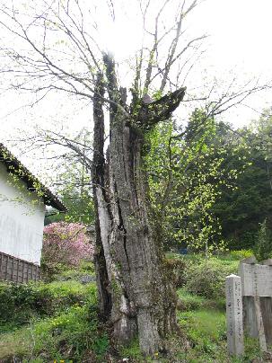 大屋のサイジョウガキ 大屋のサイジョウガキ