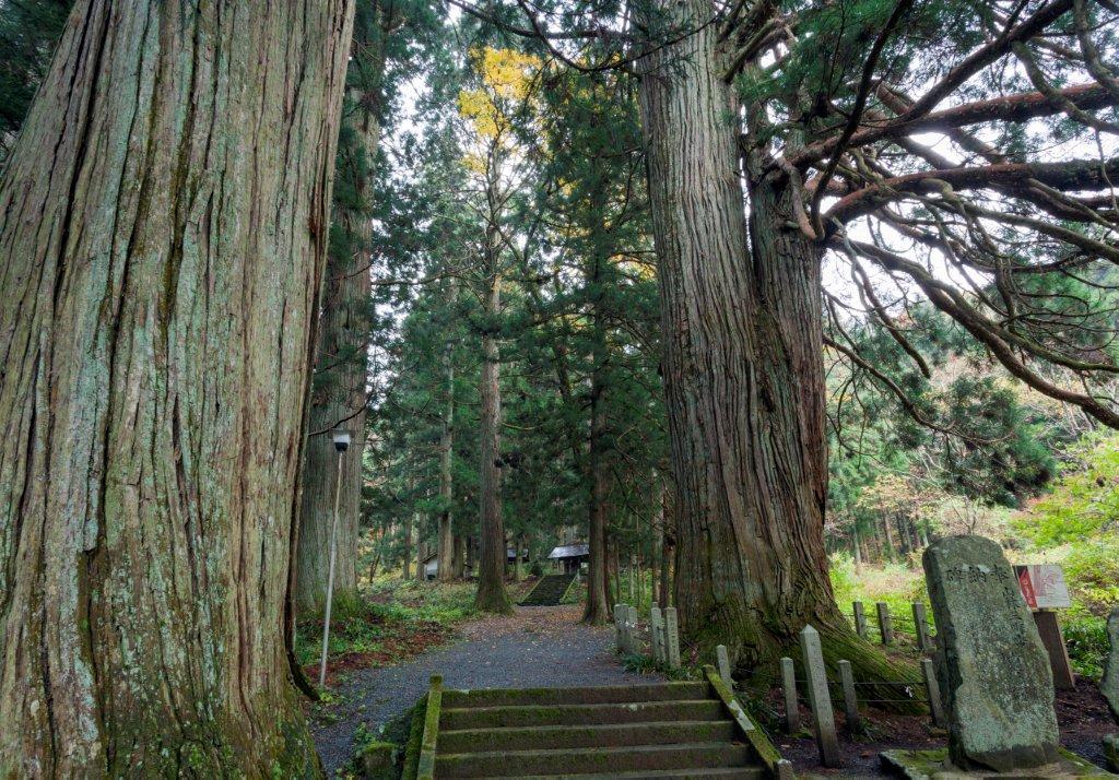熊野神社の老杉 熊野神社の老杉