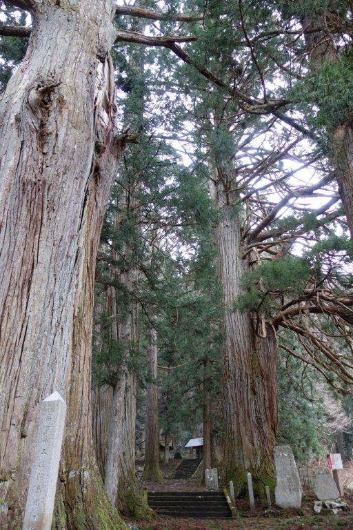 熊野神社の老杉 熊野神社の老杉