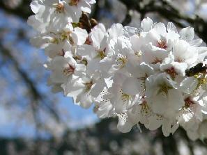 庄原市の花サクラ