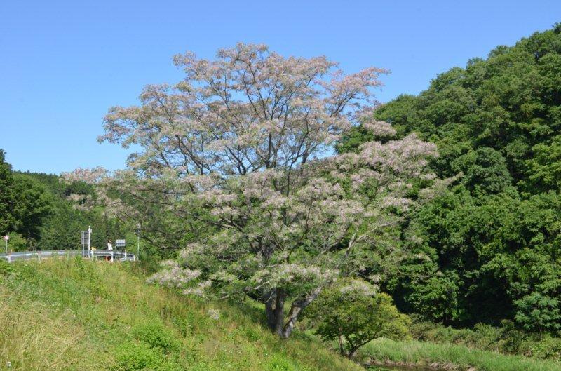 実留下谷のセンダン 実留下谷のセンダン
