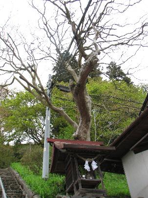 上市臨川庵跡のサルスベリ