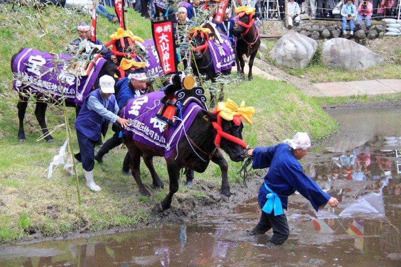 供養牛の入田 塩原の大山供養田植(代掻き・供養牛の入田)