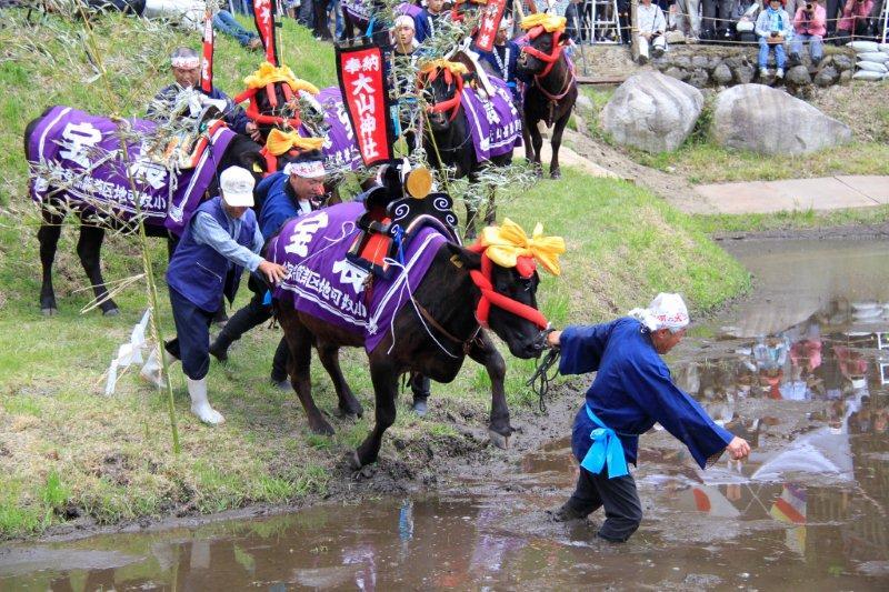 塩原の大山供養田植（代掻き・供養牛の入田）