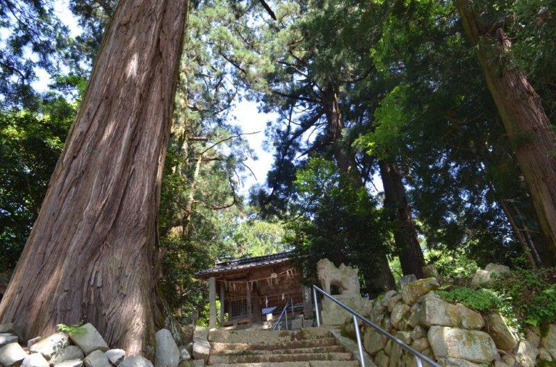 白鬚神社の社叢 白鬚神社の社叢