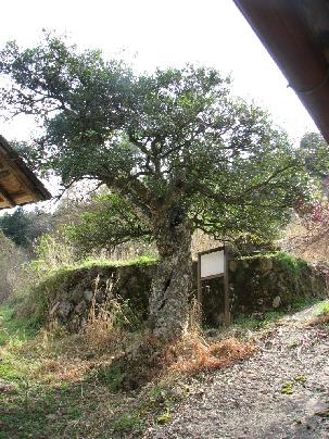 帝釈始終荒神のヒイラギ 帝釈始終荒神のヒイラギ