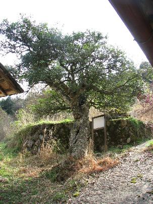 帝釈始終荒神のヒイラギ