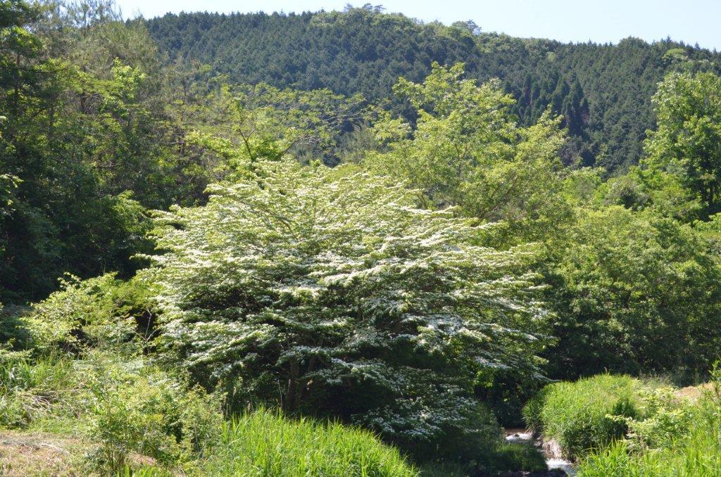 帝釈始終のヤマボウシ