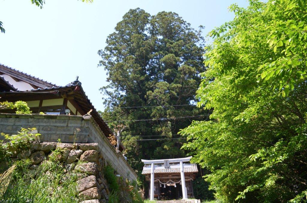 蘇羅彦神社の杉