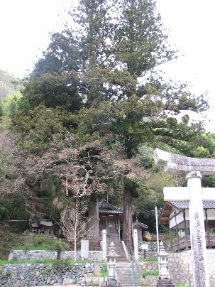 木屋須賀神社のスギ