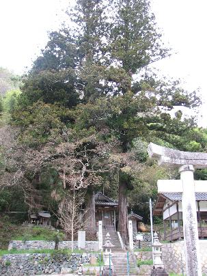 木屋須賀神社のスギ 木屋須賀神社のスギ