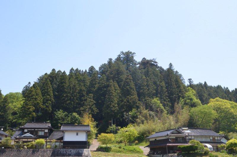 竹森八幡神社の巨樹群（遠景）