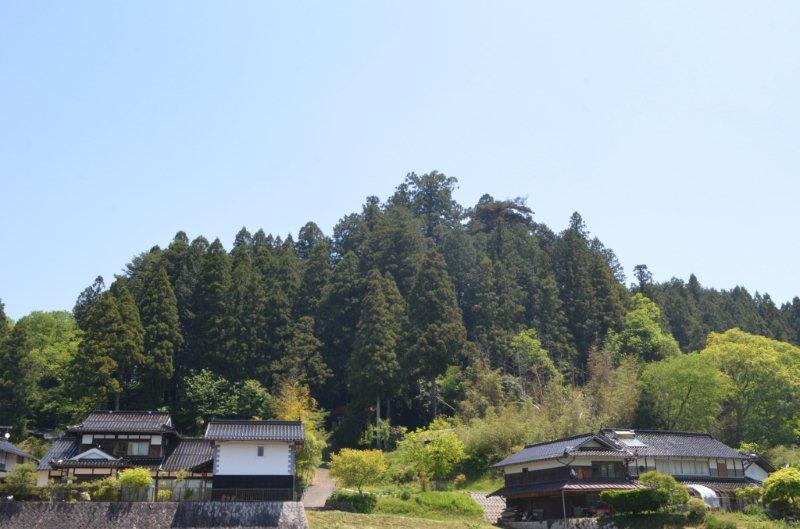 遠景 竹森八幡神社の巨樹群(遠景)
