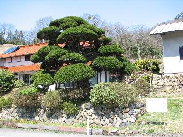 田部家のイチイ 田部家のイチイ