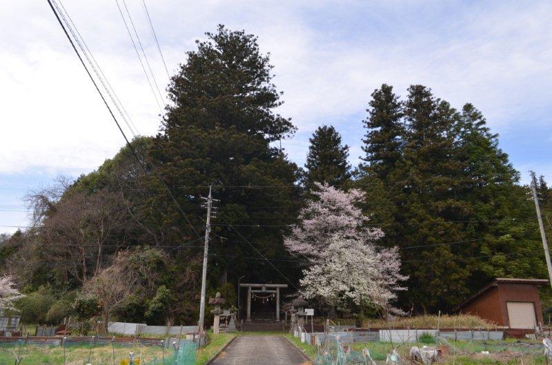 天満ガ丸神社社叢