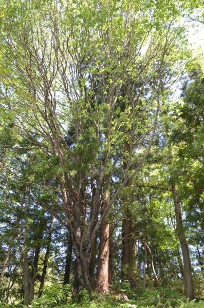 奥ノ名のオオウラジロノキ 奥ノ名のオオウラジロノキ
